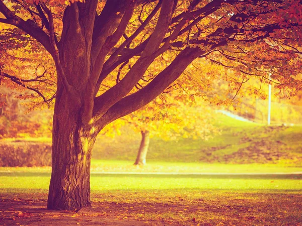 Träd i parken. — Stockfoto