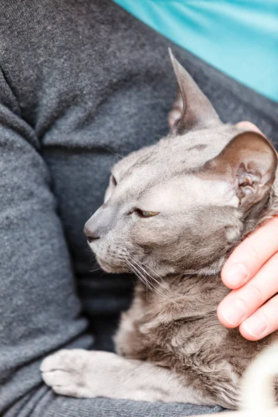 Kvinna avkopplande på soffan, katt sover på bröstet — Stockfoto