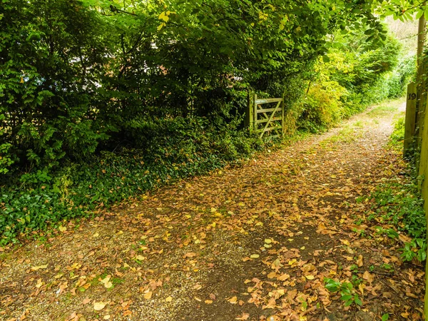 Peaceful path in autumnal forest or park — Stock Photo, Image