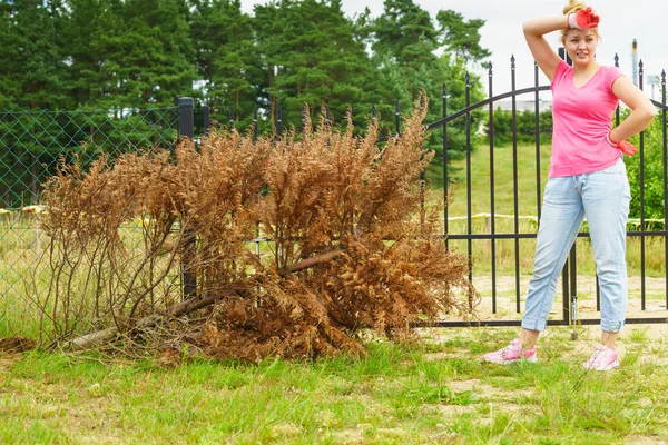 Femme enlevant l'arbre thuja séché de la cour — Photo