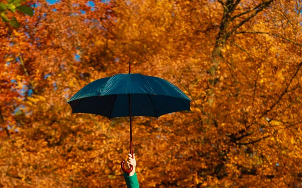 Человеческая рука держит темный зонтик на осенних деревьях — стоковое фото