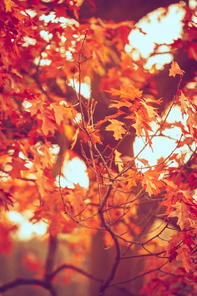 Kleurrijke herfst in park. — Stockfoto