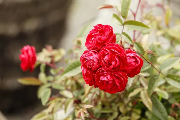 Closeup of red rose flowers on green leafs — Stock Photo, Image