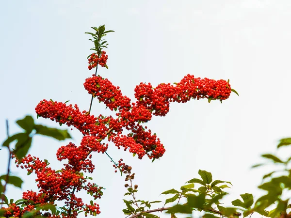 Sonbahar kırmızı üvez meyveleri ağaç üzerinde. — Stok fotoğraf