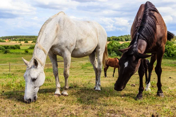 Дві дикі коні на луговому полі — стокове фото