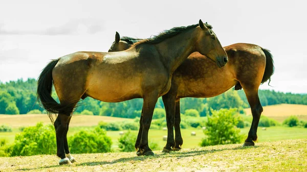 Dos caballos salvajes marrones en el campo del prado —  Fotos de Stock