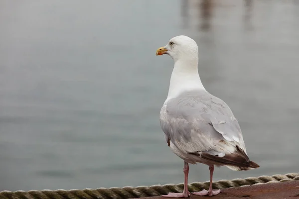 Primer plano de pájaro gaviota de pie junto al agua —  Fotos de Stock