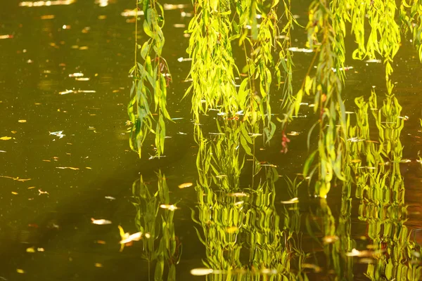 Willow tree branches touching green water — Stock Photo, Image