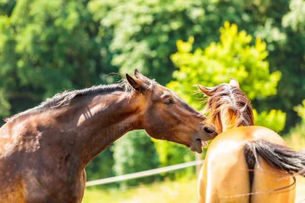 二つの茶色の草原フィールドに野生の馬 — ストック写真