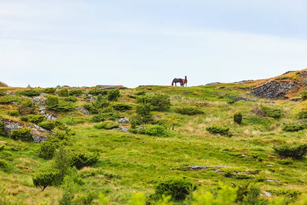 Horse on pasture. — Stock Photo, Image