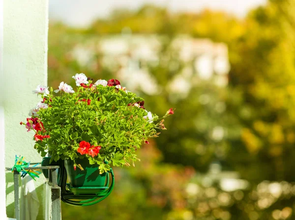 Decoratieve balkon bloemen in potten met hanger — Stockfoto