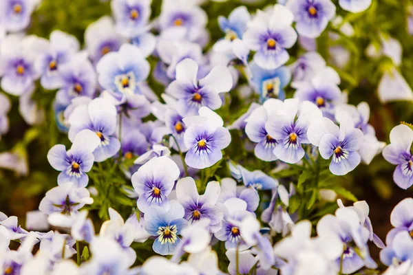 Closeup of beautiful blue flowers, pansies — Stock Photo, Image