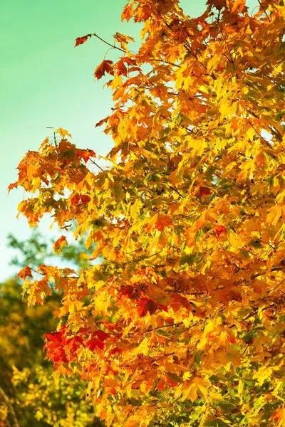 Yellow autumn leaves, fall branches — Stock Photo, Image