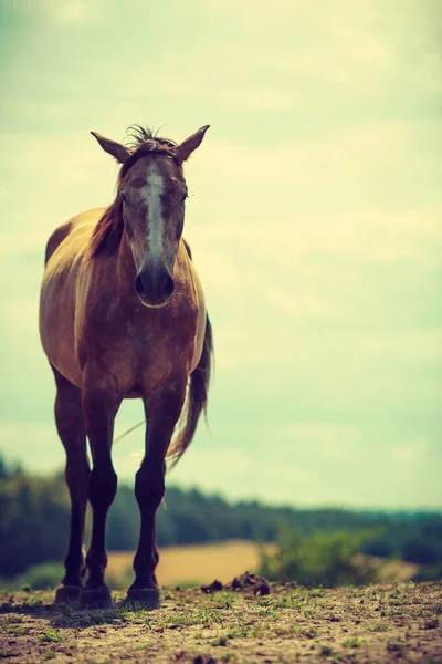 Hnědý divokého koně na louce idylické oblasti — Stock fotografie