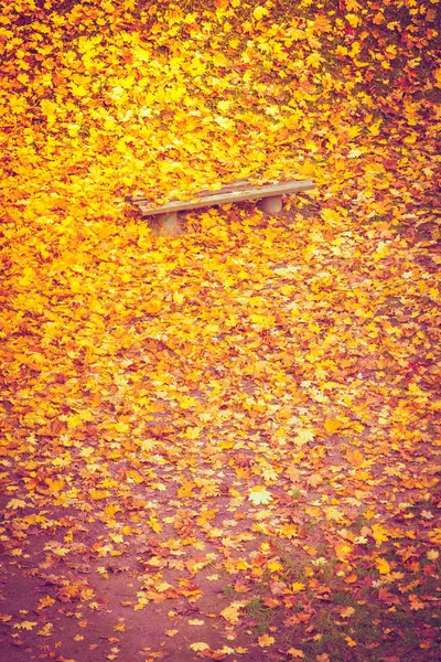 Bench and colorful maple leaves in city park — Stock Photo, Image