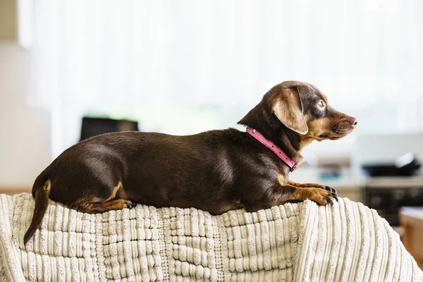 Little dog sitting on couch — Stock Photo, Image