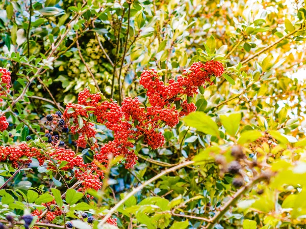 Herfst rood rowan bessen op boom. — Stockfoto