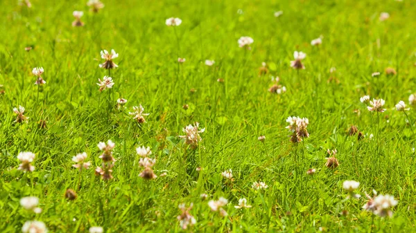 Gedetailleerde close-up van gras met bloeiende bloemen — Stockfoto