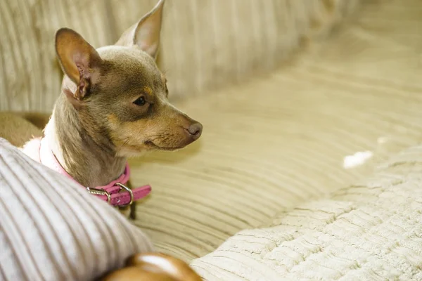 Mały pies siedzi na kanapie — Zdjęcie stockowe