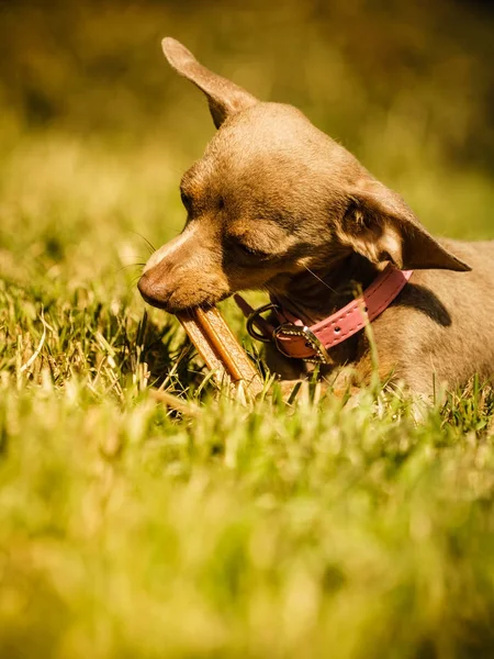 Pequeño perro jugando afuera — Foto de Stock
