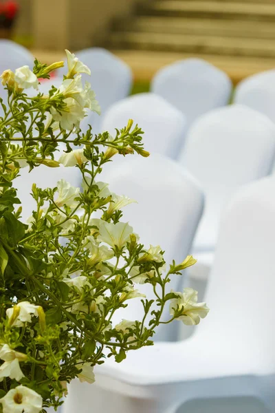 Mnoho svatební židle s bílým potahem, elegantní — Stock fotografie