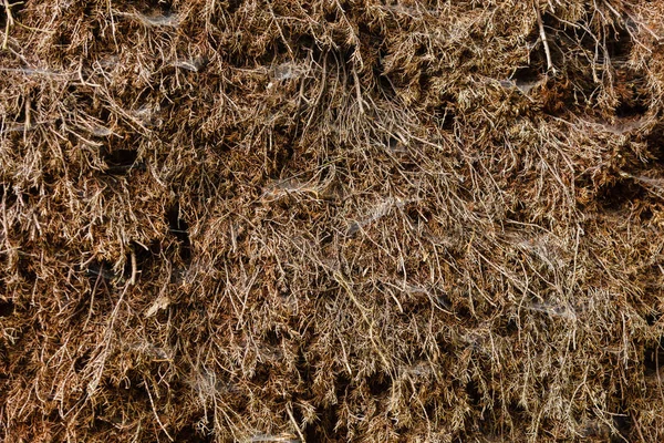 Detailed closuep of hay background — Stock Photo, Image