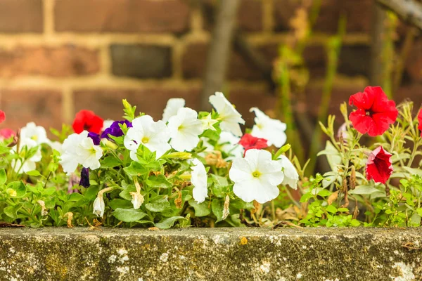 Witte en rode bloemen bloeien wilde — Stockfoto