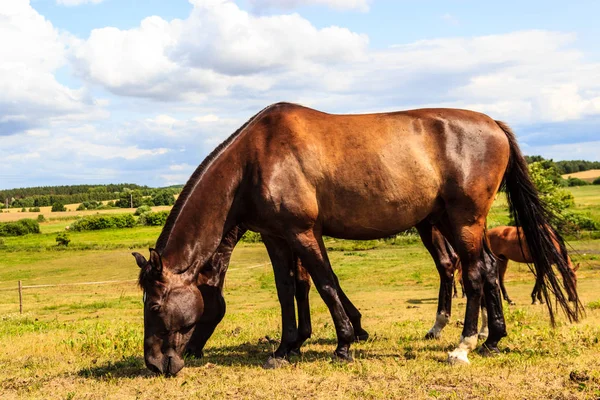 Коричневий дикі коні на луг ідилічне поля — стокове фото