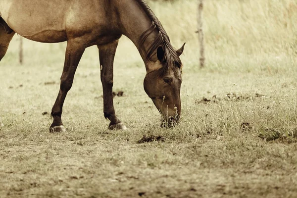 Caballo salvaje marrón en campo idílico prado —  Fotos de Stock