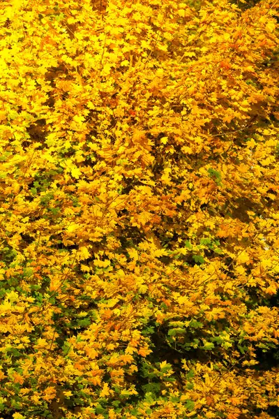 Feuilles d'automne jaunes, branches d'automne — Photo