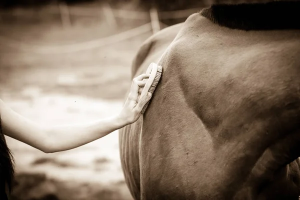 Persona cuidando a caballo, cepillando animales de aseo — Foto de Stock