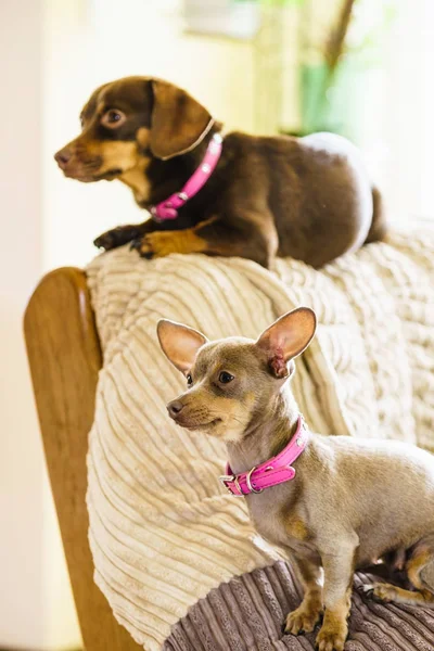 Little dogs chilling on sofa — Stock Photo, Image