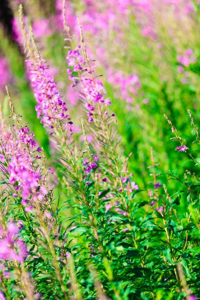 Detailní záběr na louce fialové květy. wildflower v lese — Stock fotografie