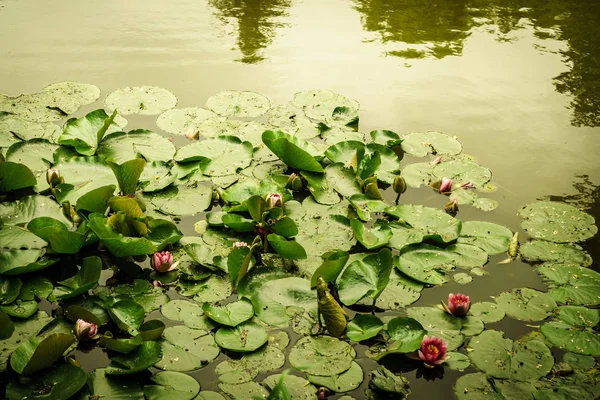 Big leaves on lake or river water lilies — Stock Photo, Image