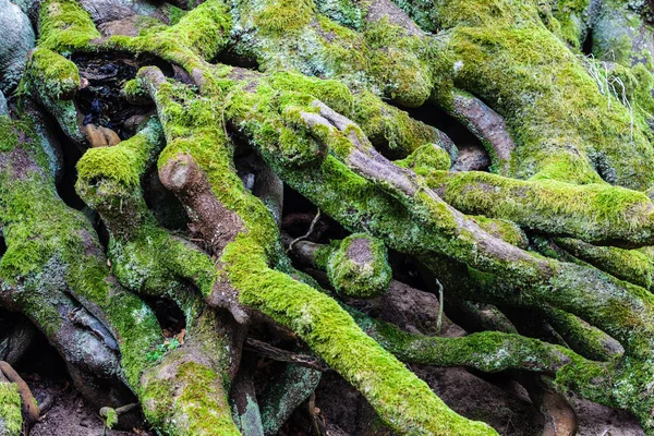 Fechar-se de musgo verde em raízes de árvore — Fotografia de Stock