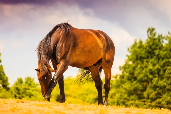 Hnědý divokého koně na louce idylické oblasti — Stock fotografie