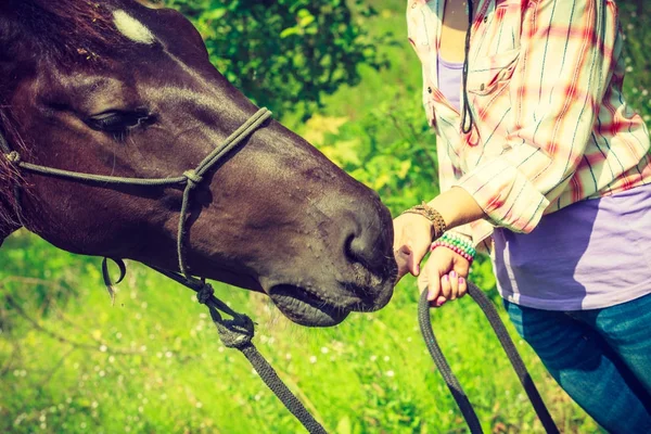 Zbliżenie konia jedzenia z ręki kobiety — Zdjęcie stockowe