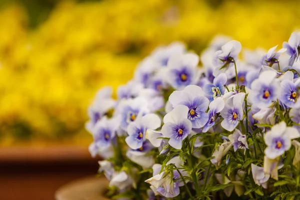 Närbild av vackra blå blommor, penséer — Stockfoto