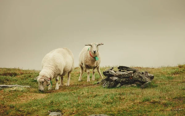 Schafe auf der Weide, die auf einem Felshügel grasen — Stockfoto