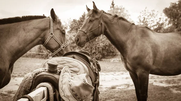 Dvě hnědé divocí koně na louce pole — Stock fotografie