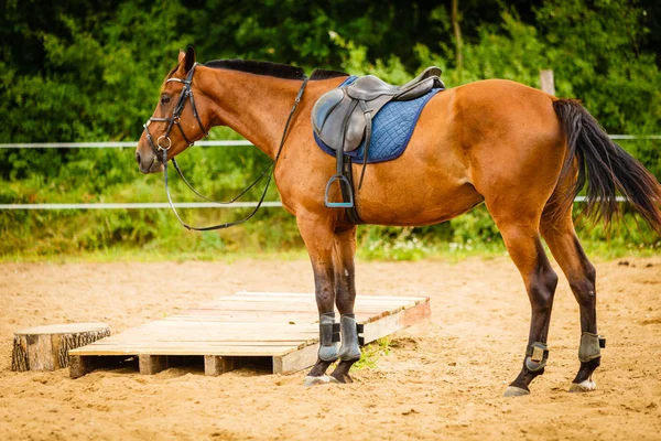 Vacker brun arabian rasen häst med sadel — Stockfoto