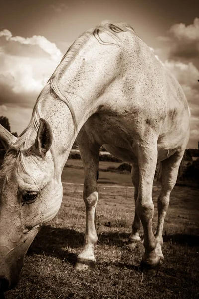 Caballo salvaje blanco en campo idílico prado —  Fotos de Stock