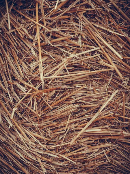 Detailed closeup of scattered hay — Stock Photo, Image