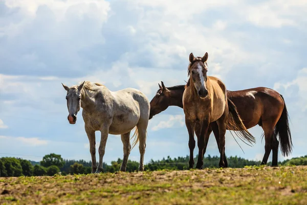 Manada de caballos en el campo de prados durante el verano —  Fotos de Stock