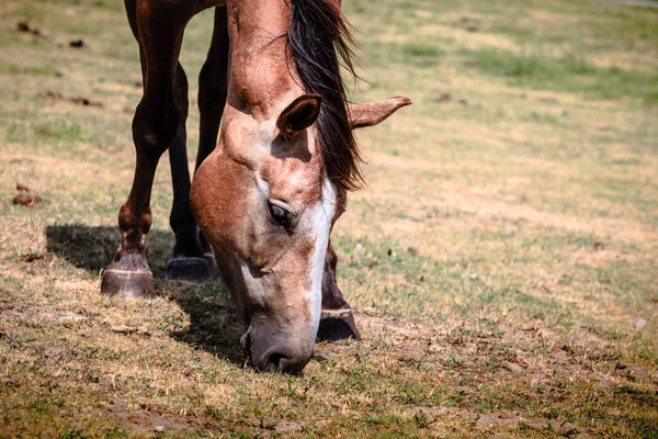 Caballo salvaje marrón en campo idílico prado —  Fotos de Stock