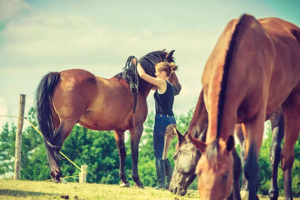 Жокей ходит с лошадью по лугу — стоковое фото