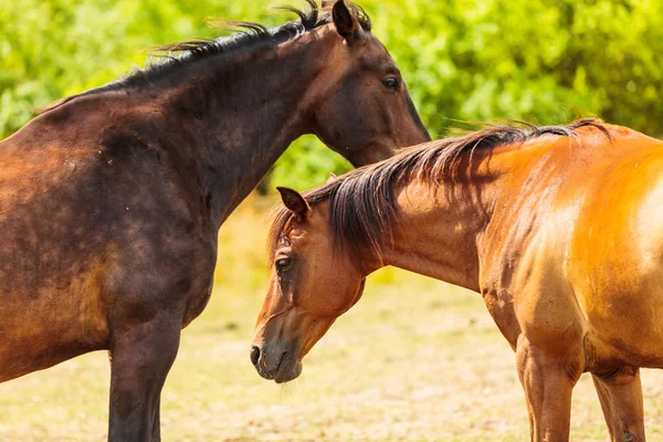 二つの茶色の草原フィールドに野生の馬 — ストック写真