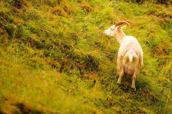 Capra al pascolo sulla collina verde — Foto Stock