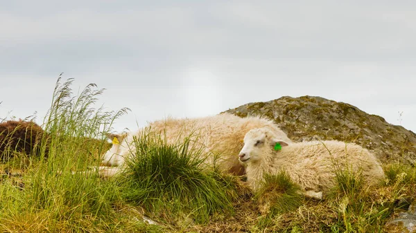 Sheeps on rock hill — Stock Photo, Image