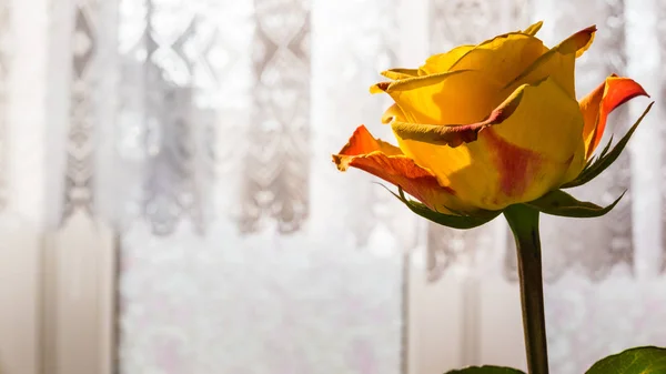 Close up of orange rose — Stock Photo, Image